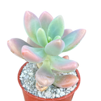 x Sedeveria 'Giant Blue'