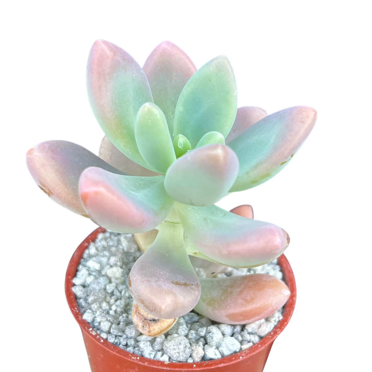 x Sedeveria 'Giant Blue'