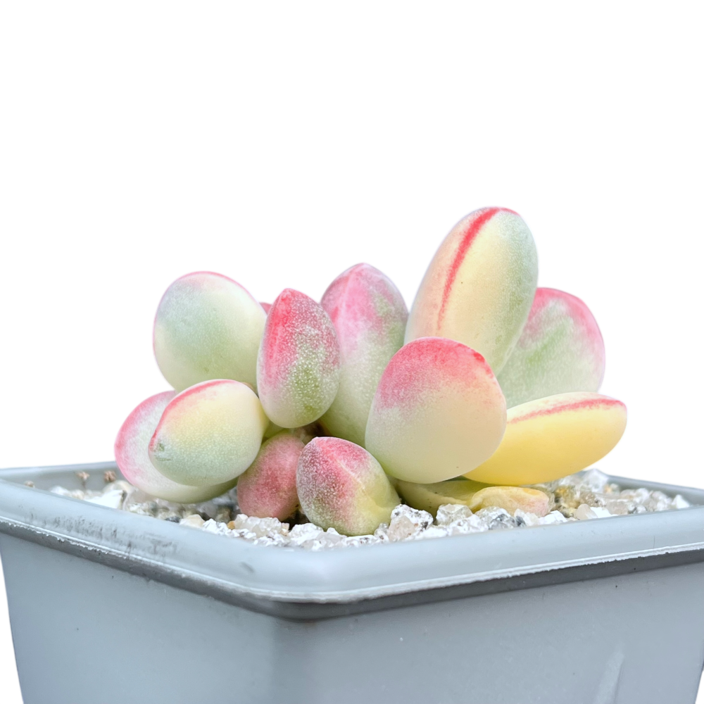 Cotyledon orbiculata | Unicorn Poop