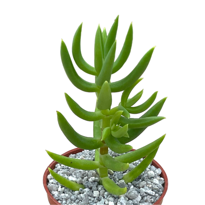 Crassula tetragona