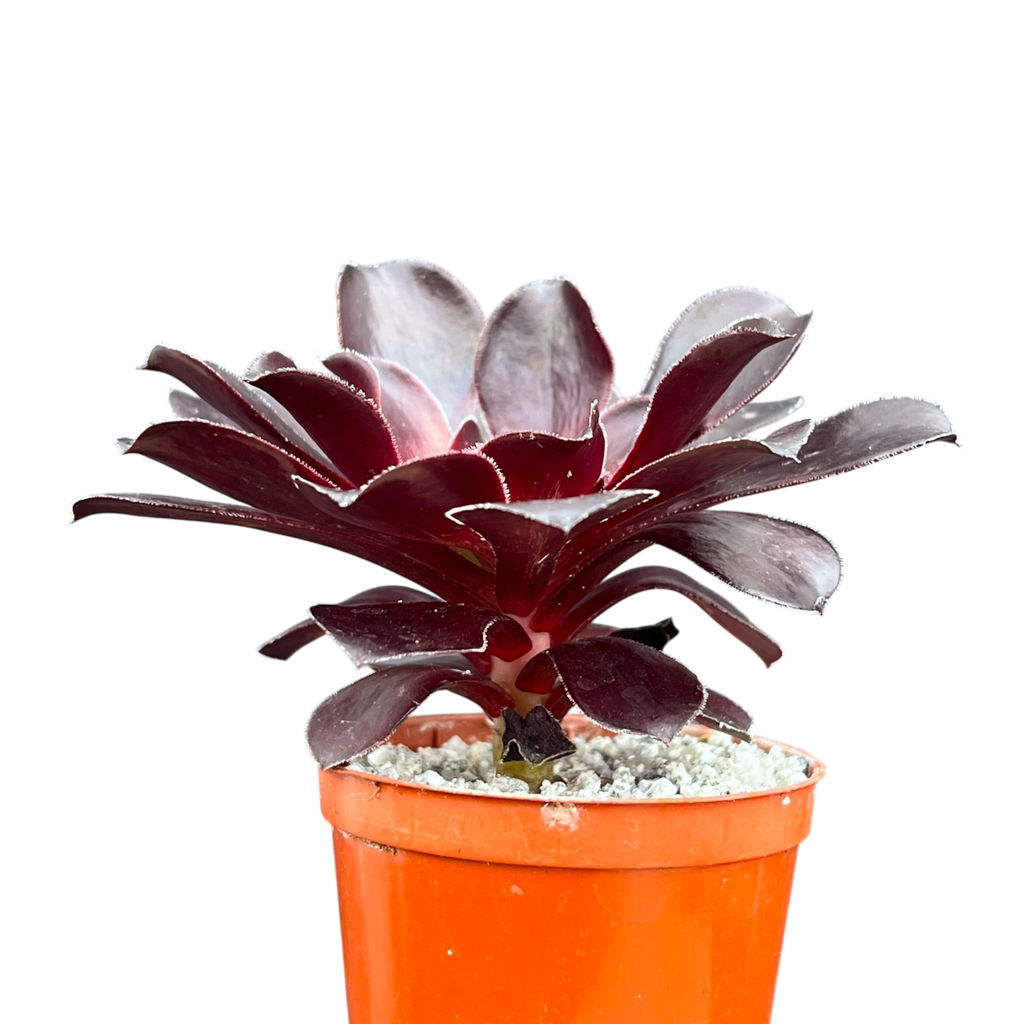 Aeonium 'Deep Purple'