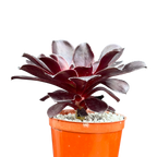 Aeonium 'Deep Purple'