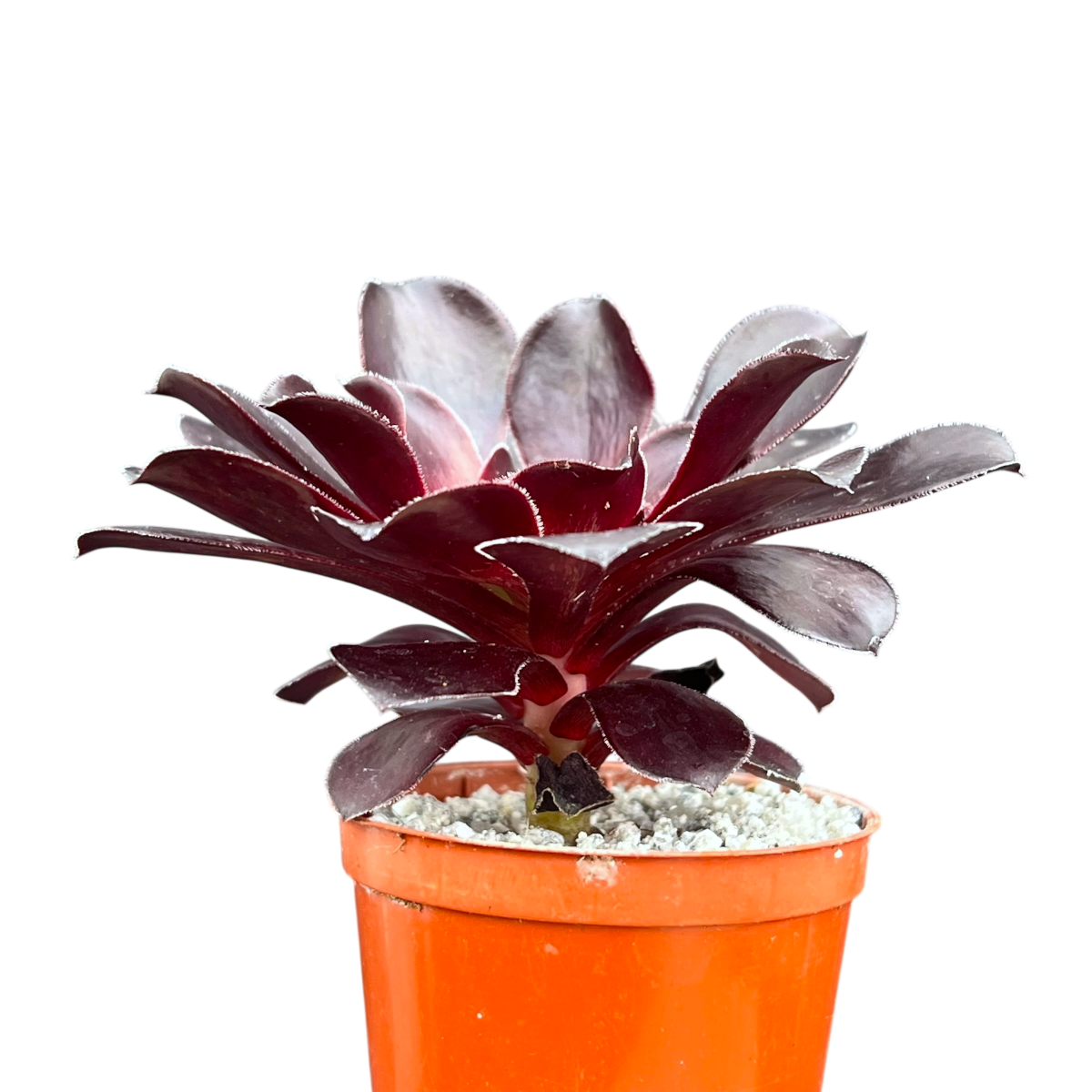 Aeonium 'Deep Purple'