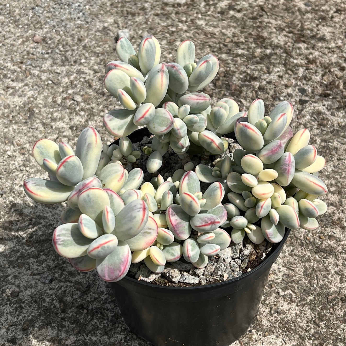 Cotyledon orbiculata 'Unicorn Poop'