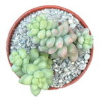 Sedum burrito