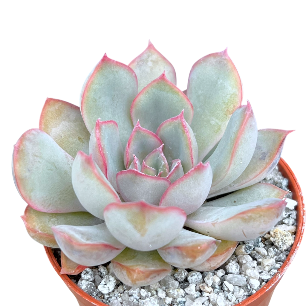 Echeveria 'Hercules'
