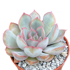 Echeveria 'Hercules'