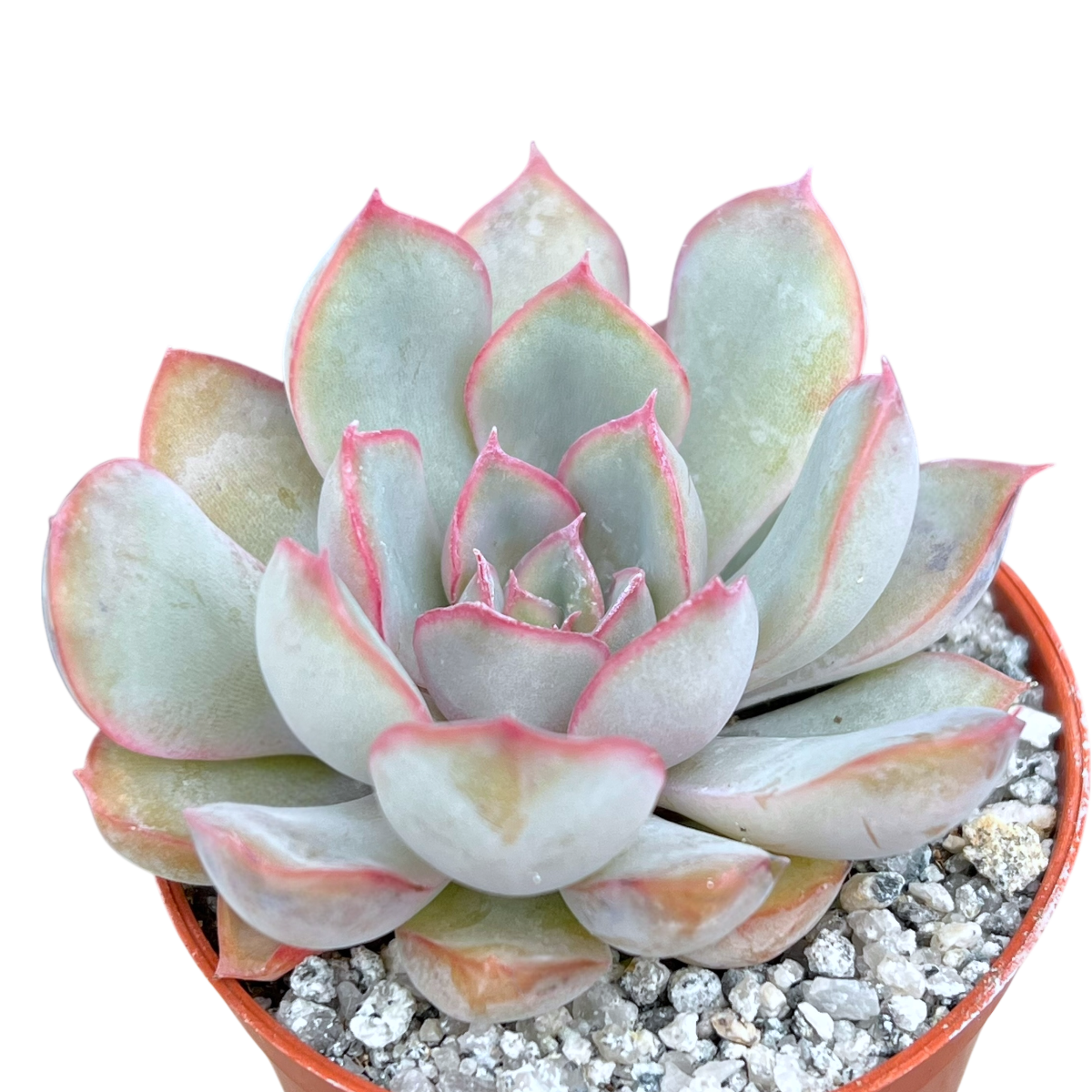 Echeveria 'Hercules'