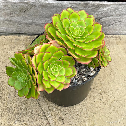 Aeonium pseudourbicum