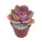 Echeveria 'Duchess of Nuremberg'