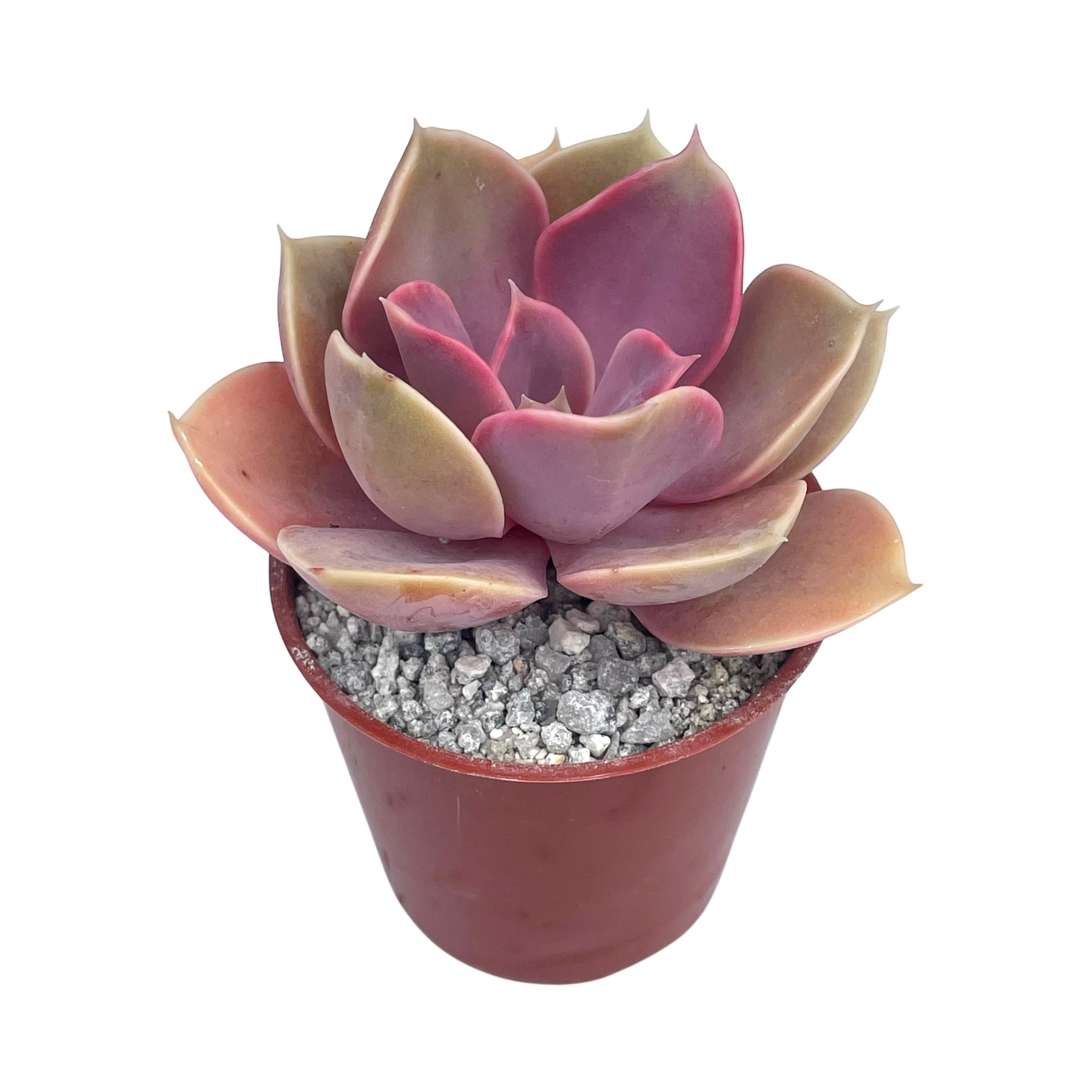 Echeveria 'Duchess of Nuremberg'