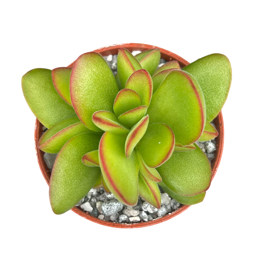 Crassula 'Money Maker'