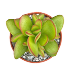 Crassula 'Money Maker'