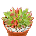 Echeveria 'Frida Kahlo'