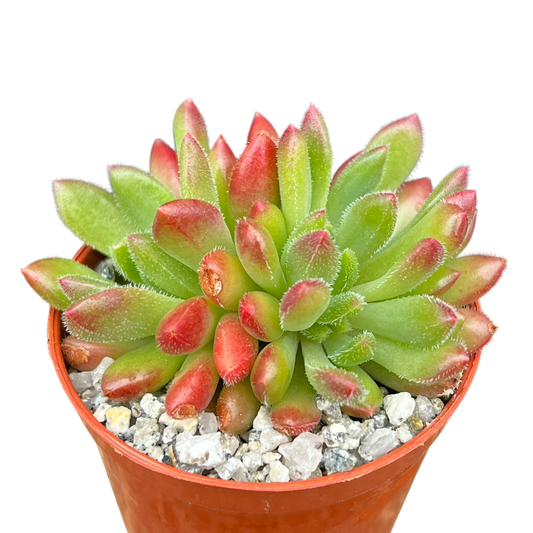 Echeveria 'Frida Kahlo'