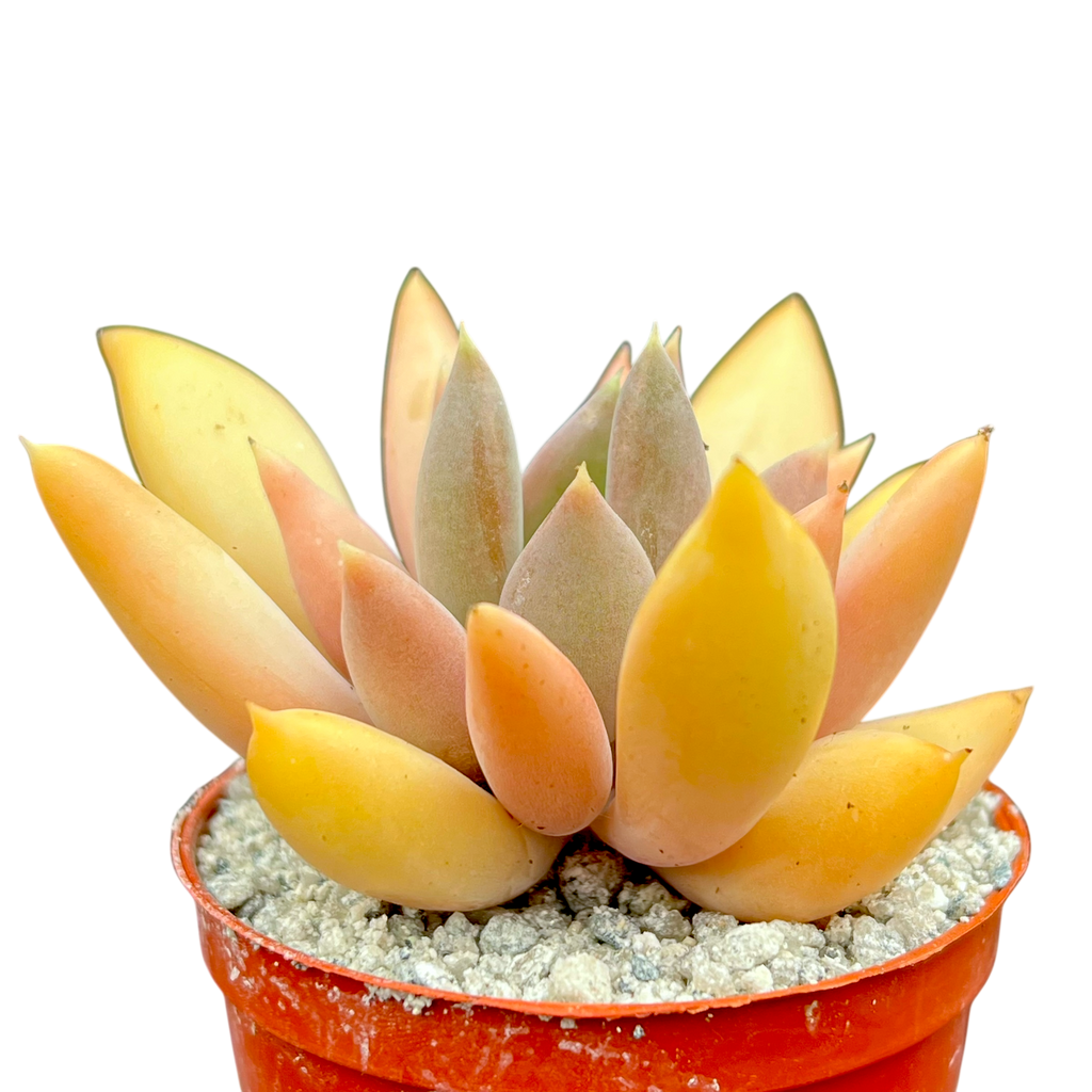 x Pachyveria 'Glacier'