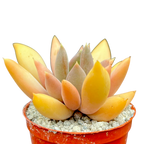 x Pachyveria 'Glacier'