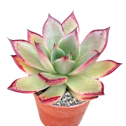 Echeveria agavoides 'Dragon's Tooth'