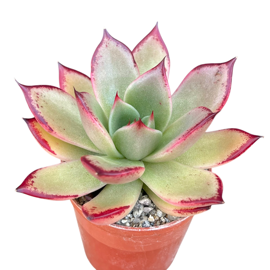 Echeveria agavoides 'Dragon's Tooth'