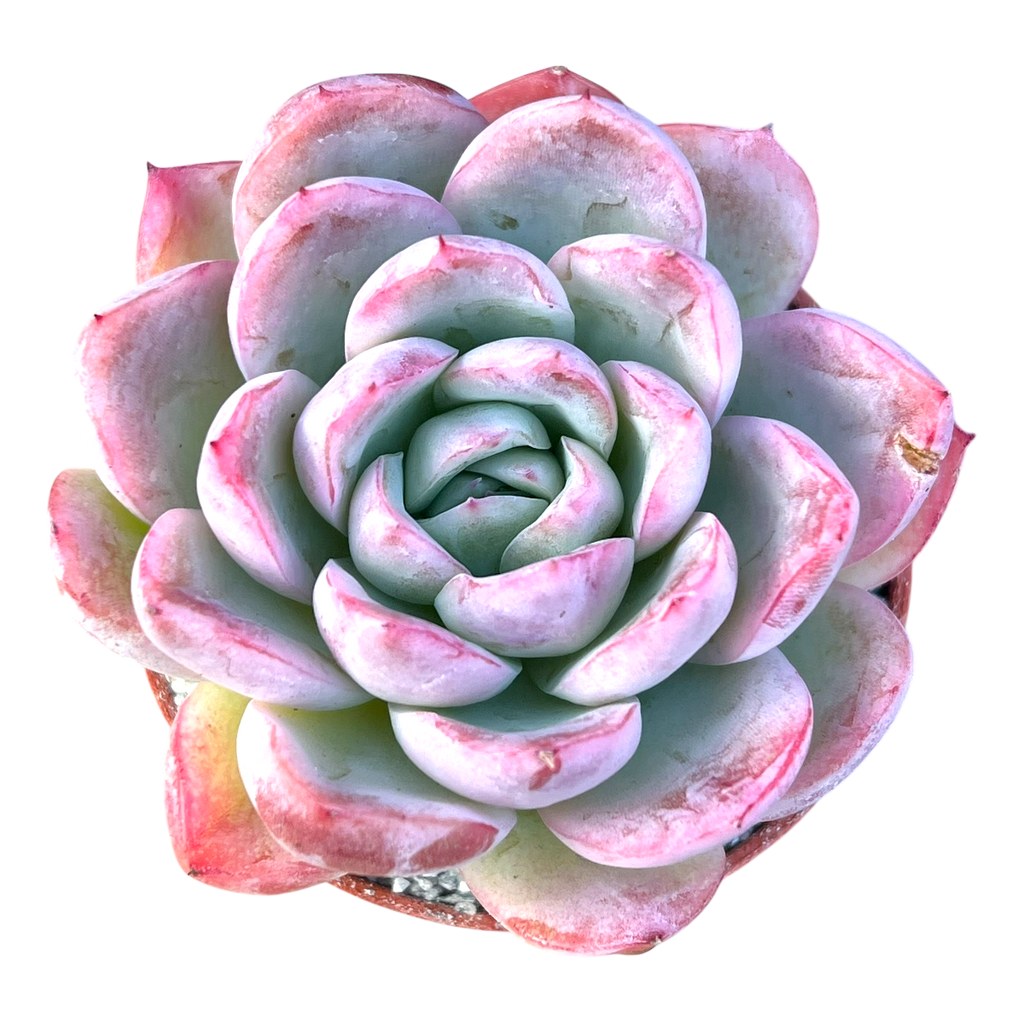 Echeveria x gilva 'Blue Surprise'