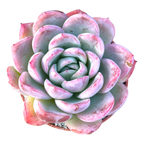 Echeveria x gilva 'Blue Surprise'
