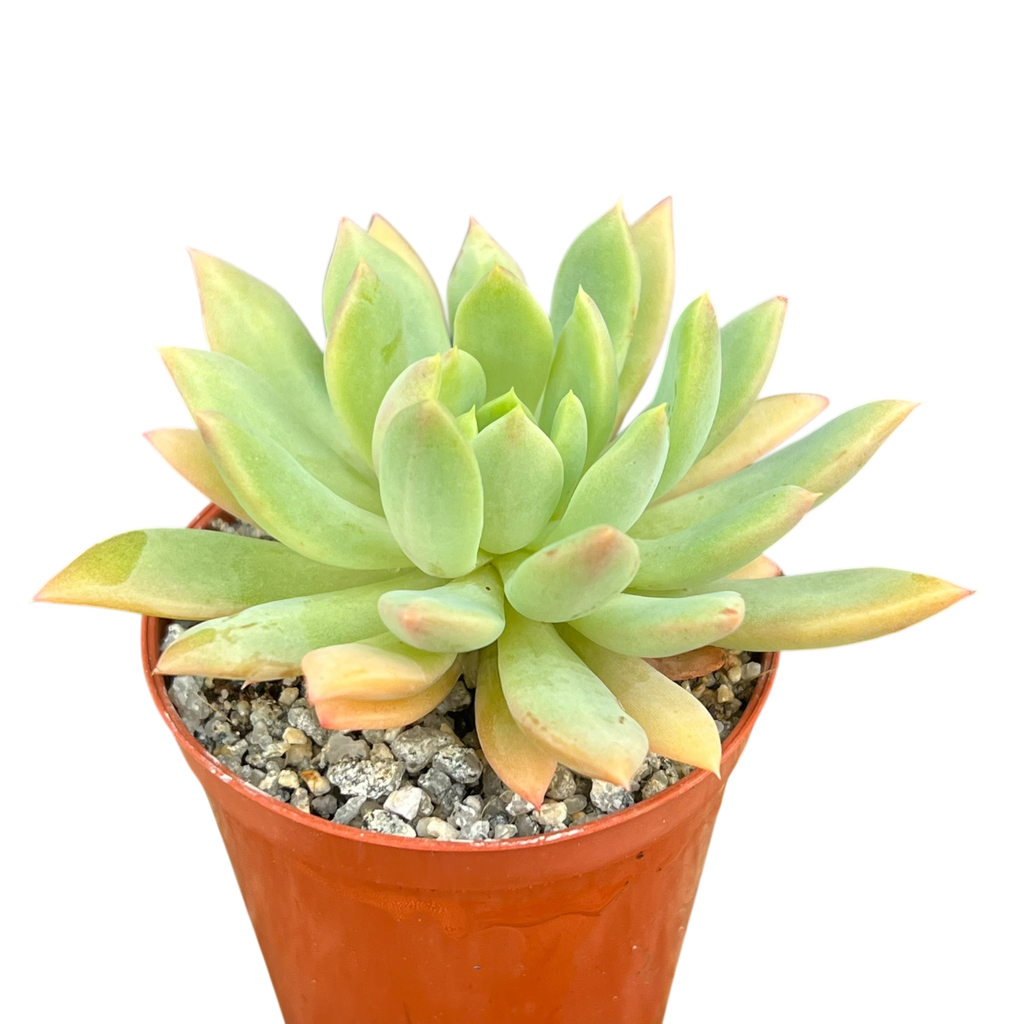 Echeveria 'Moana'