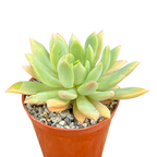 Echeveria 'Moana'