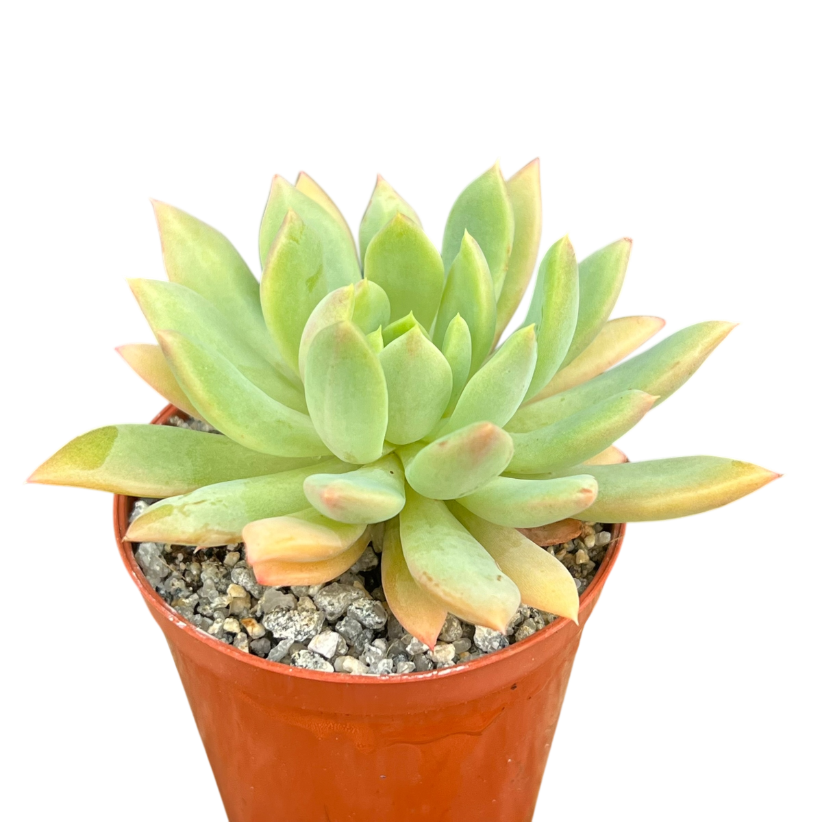 Echeveria 'Moana'