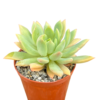 Echeveria 'Moana'