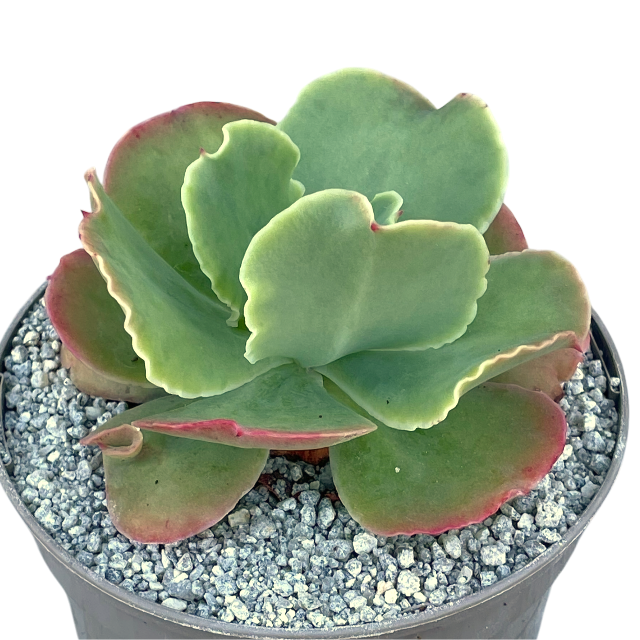 Echeveria 'Blondie'