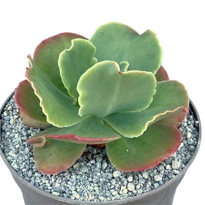 Echeveria 'Blondie'