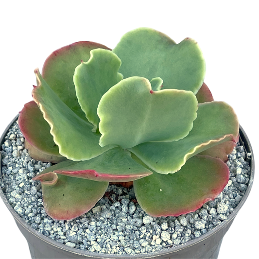 Echeveria 'Blondie'