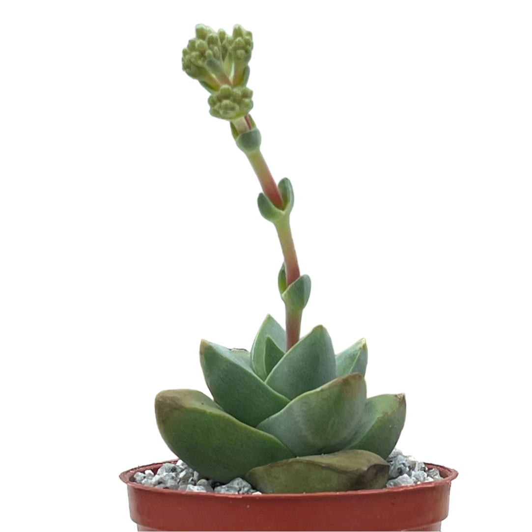 Crassula 'Moonglow'