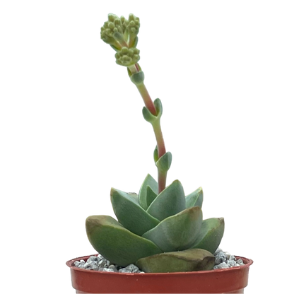 Crassula 'Moonglow'