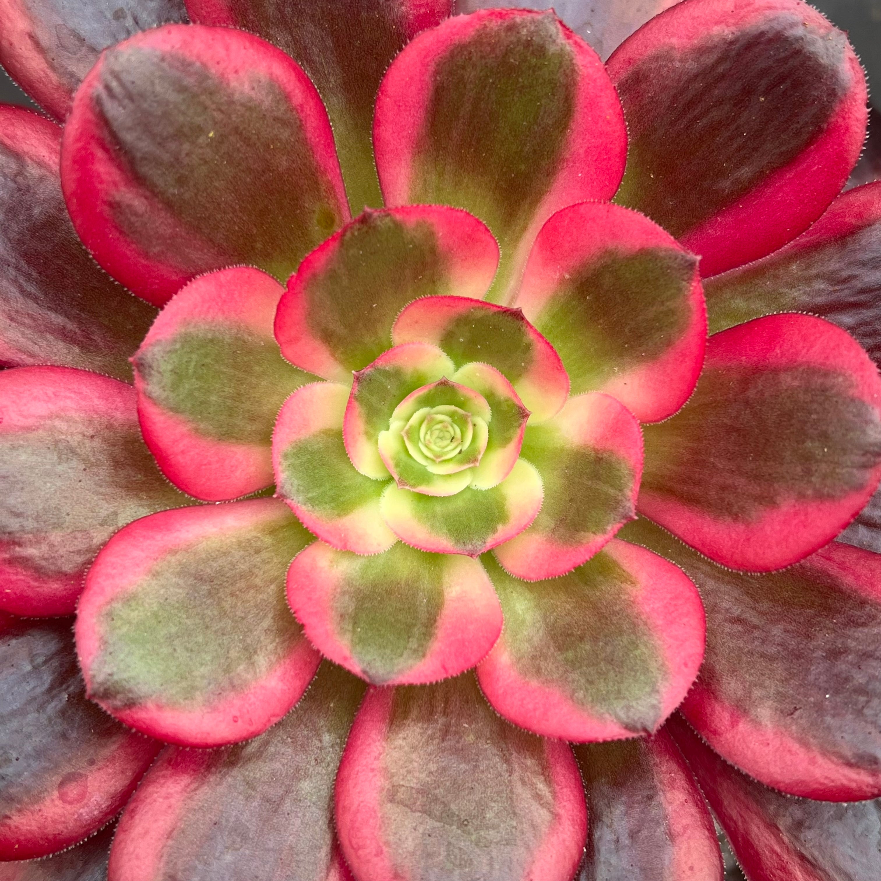 アエオニウム 'メデューサ' – Surreal Succulents