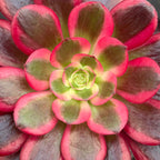 Aeonium 'Medusa' succulent with pink-red leaves and green center rosette, viewed from above.