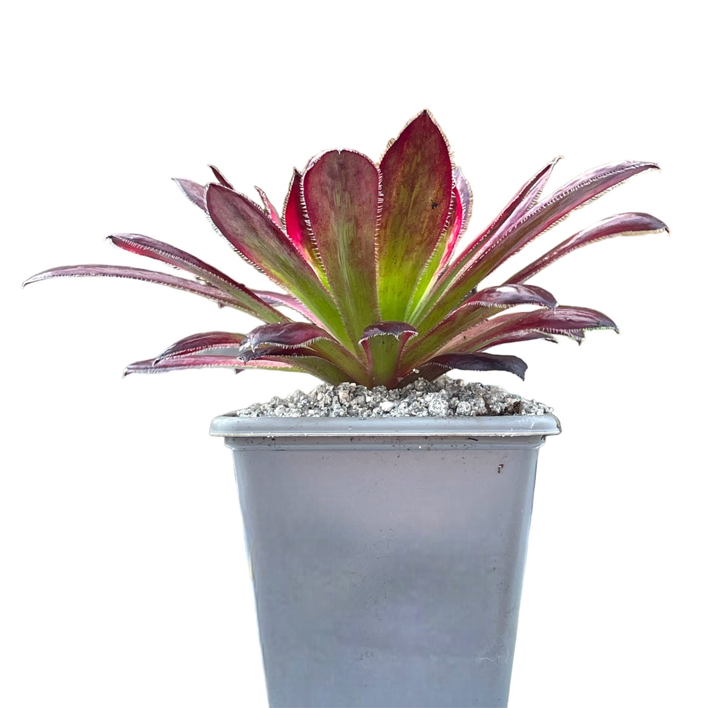 Aeonium 'Peacock'