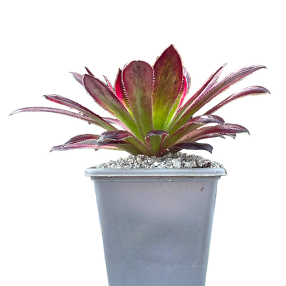 Aeonium 'Peacock'