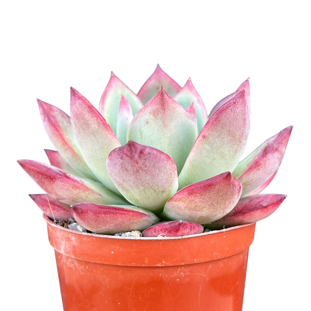 Echeveria 'Cornish Delight'