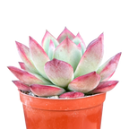 Echeveria 'Cornish Delight'