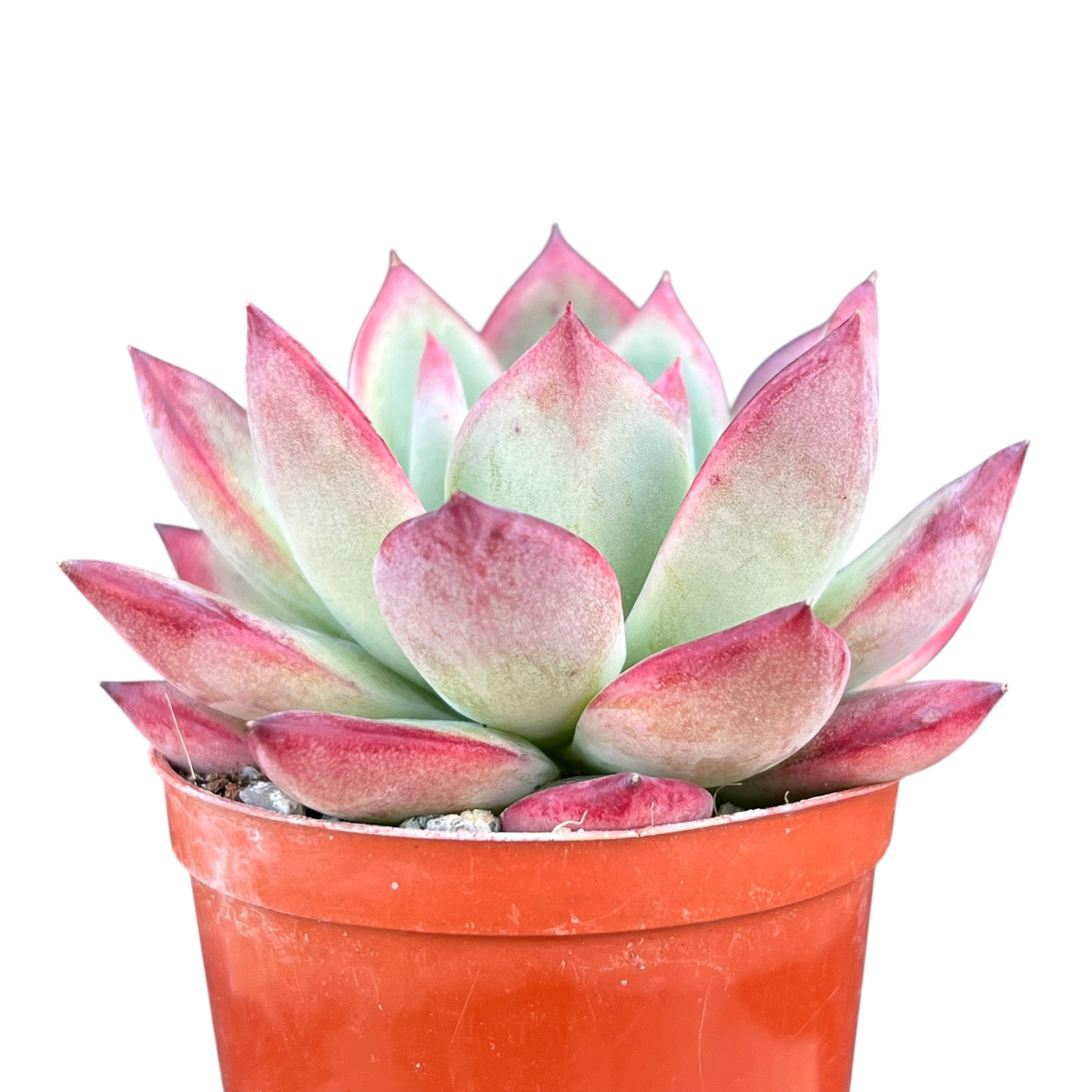 Echeveria 'Cornish Delight'