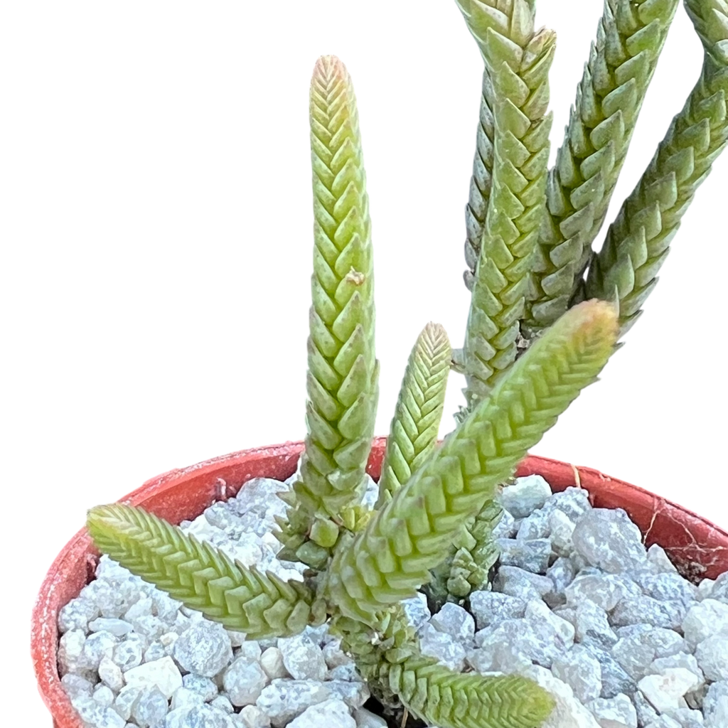 Crassula muscosa