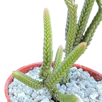 Crassula muscosa