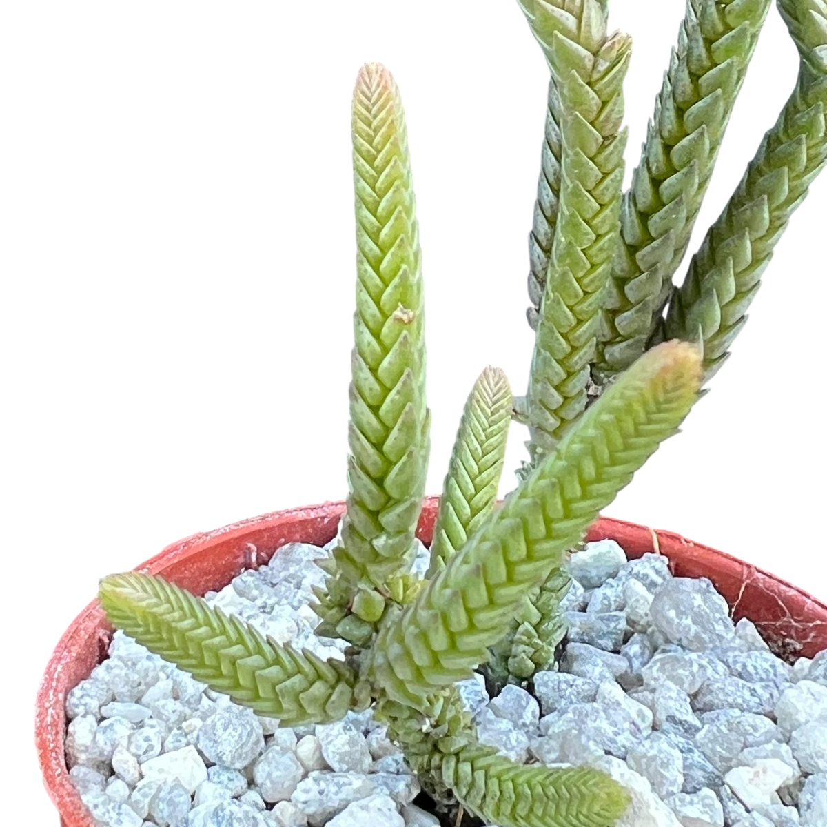 Crassula muscosa