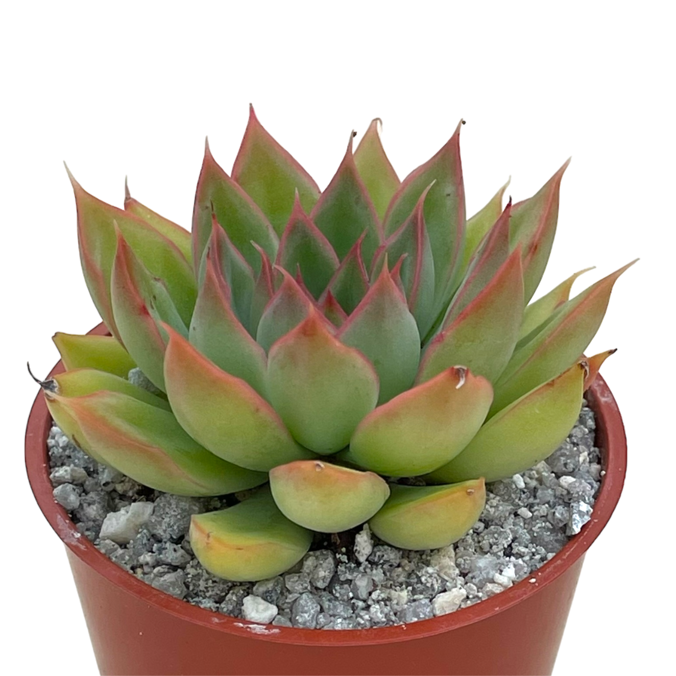 Echeveria 'Sagita'