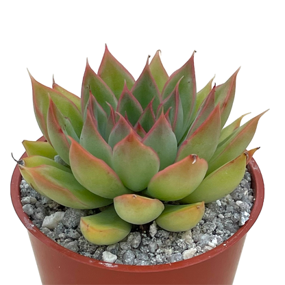 Echeveria 'Sagita'