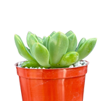 Echeveria cuencaensis