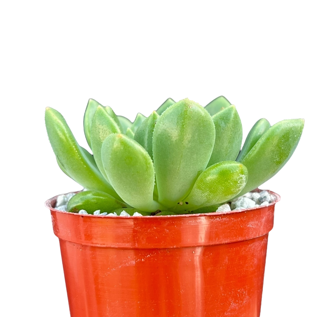 Echeveria cuencaensis