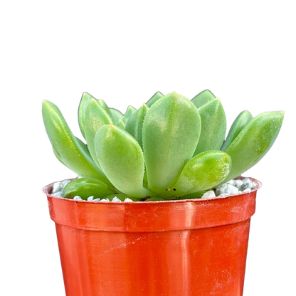Echeveria cuencaensis