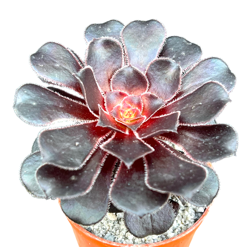 Aeonium 'Cashmere Black'
